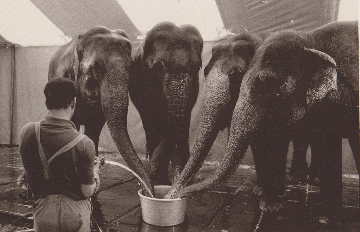 Agua para elefantes