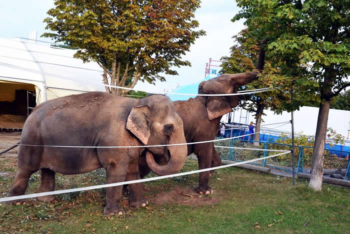 Los elefantes en el Circo Krone