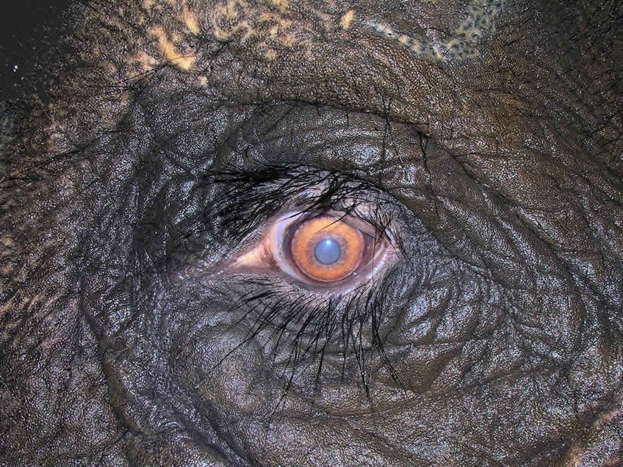 ojo de un elefante