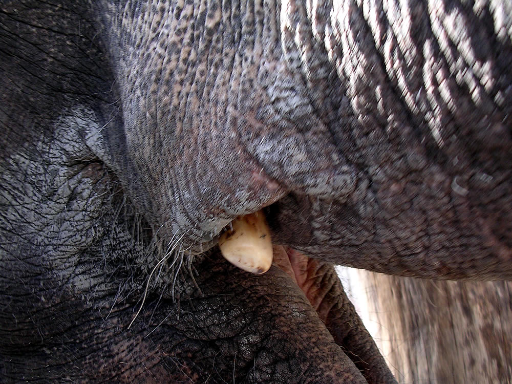 Colmillo a un elefante asiático