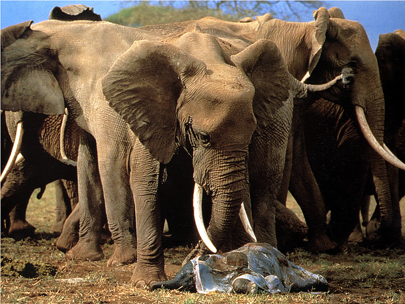 Nacimiento de un elefante africano