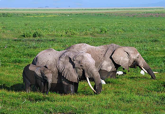 Los elefantes en un humedal