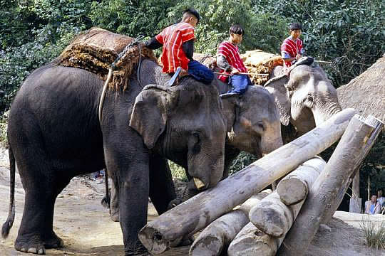 Los elefantes que trabajan